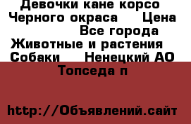 Девочки кане корсо. Черного окраса.  › Цена ­ 65 000 - Все города Животные и растения » Собаки   . Ненецкий АО,Топседа п.